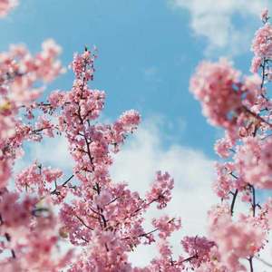 国产剧情麻豆mv
